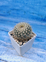 Matucana Roseoalba (Матукана)
