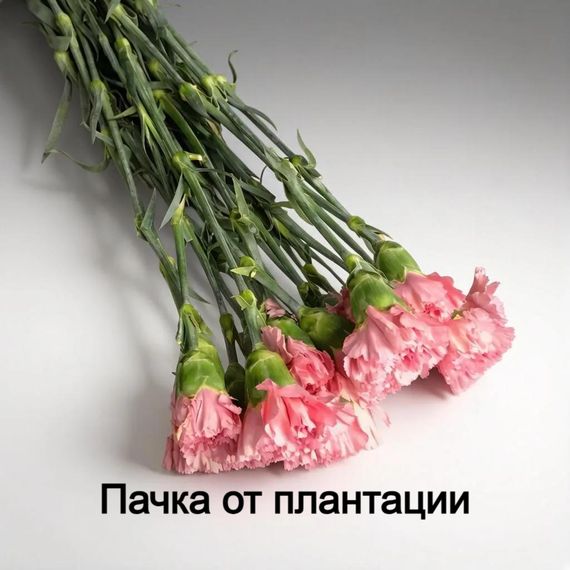 Гвоздика розовая
