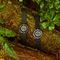 Наручные часы Casio PRW-30Y-3E