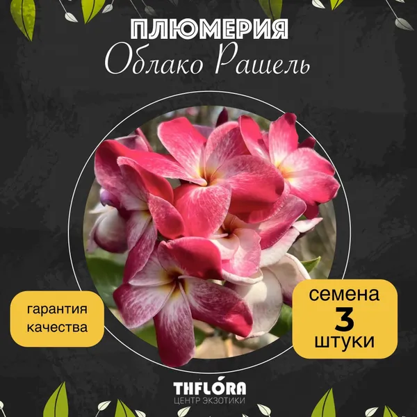 Плюмерия "Облако Рашель" семена 3 шт