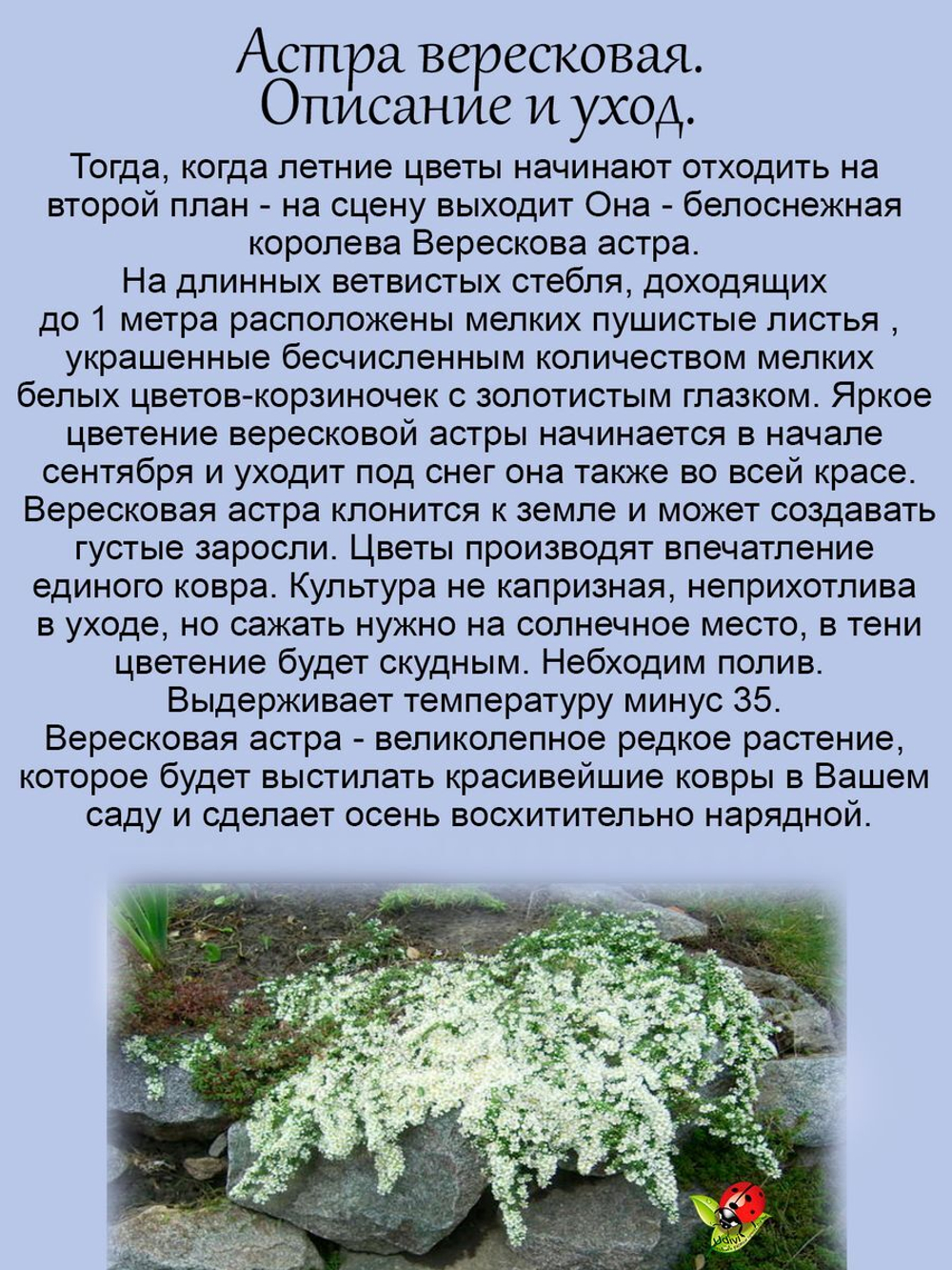 Астра Вересковая Снежная лавина многолетник