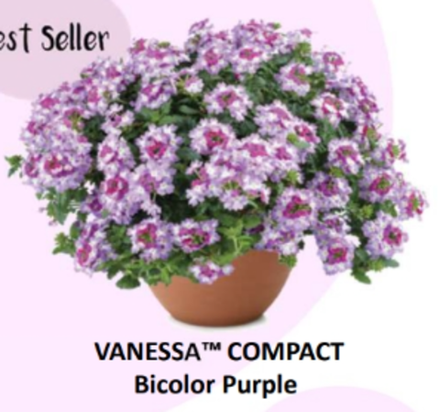 ЕВРО Вербена Vanessa Compact Bicolor Purple укорененный ЕВРО черенок февраль поставка 21