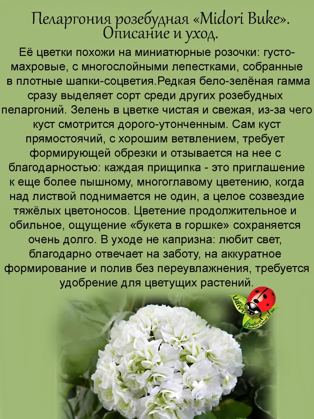 Пеларгония Мидори Буке розебудная