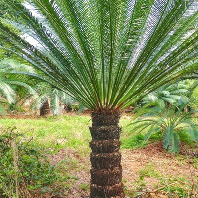 Энцефаляртос свирепый (Encephalartos ferox) семена 1 шт