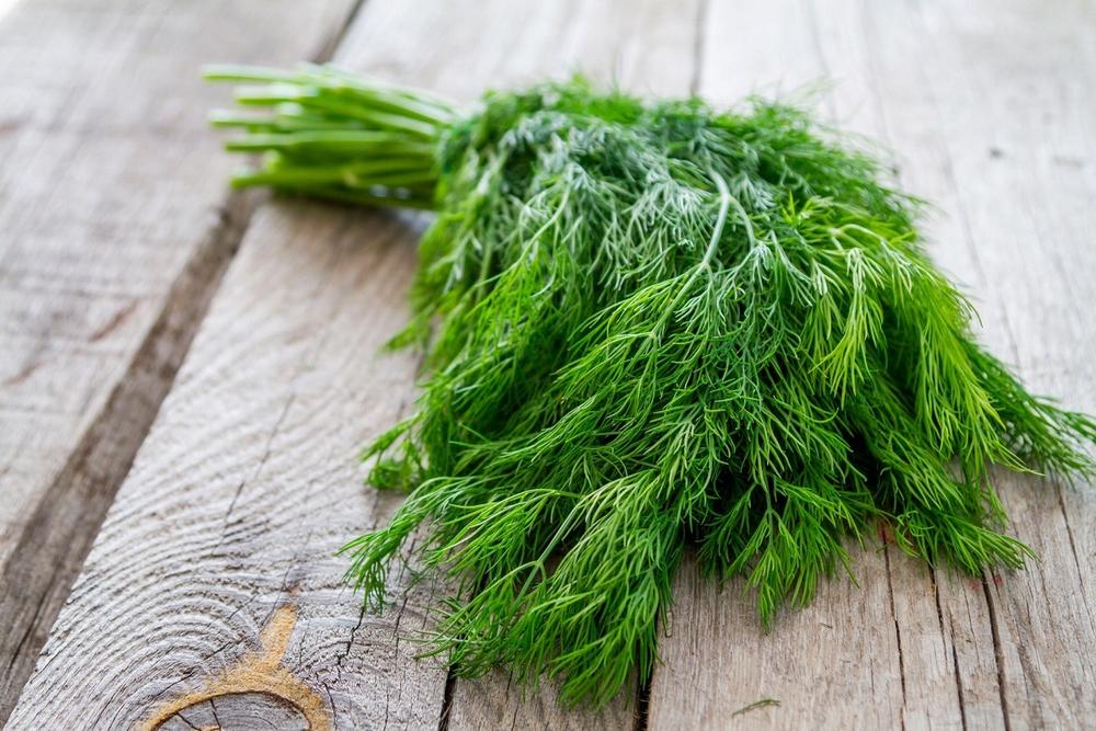 Укроп Дилл 2г Мировые Семена VITA GREEN