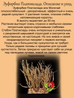Эуфорбия Платиклада Коралл суккулент