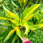 Кротон BALI KUNING (И46)