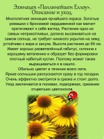 Эхинацея Полинейшен Еллоу многолетник