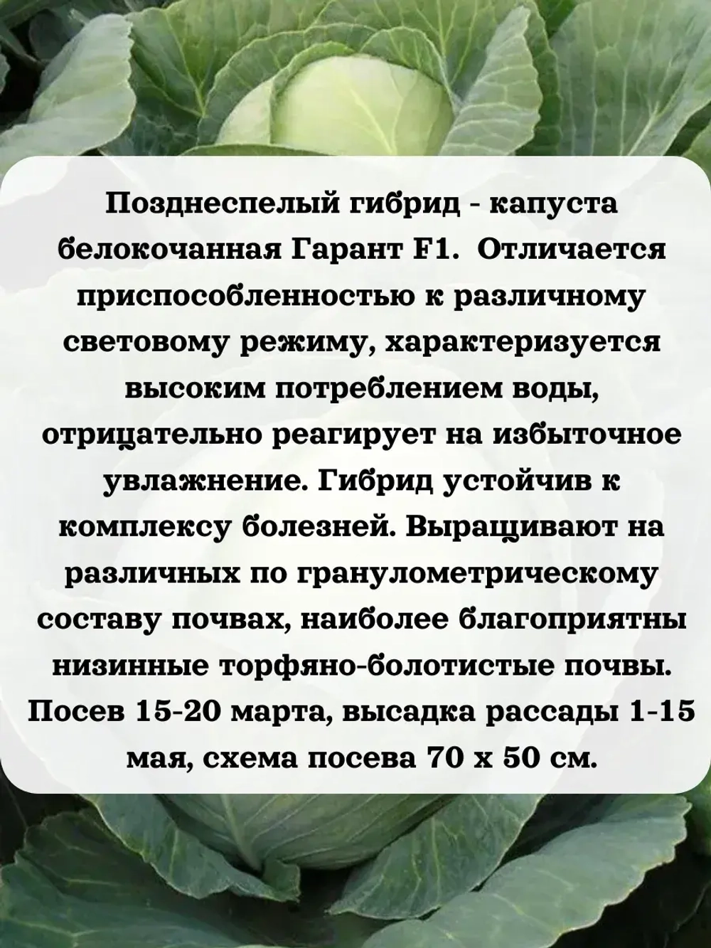 Семена капуста белокочанная Гарант F1 0.2 гр