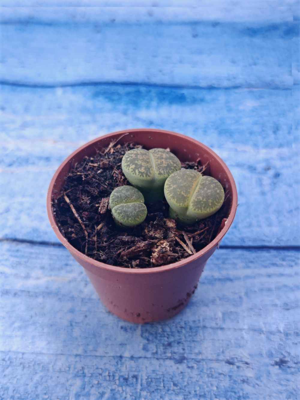 Lithops sp. (Литопсы)