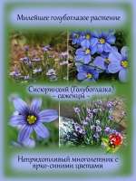 Сисюринхий Голубоглазка многолетний