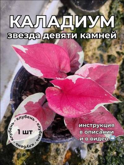 Каладиум Звезда девяти камней клубень