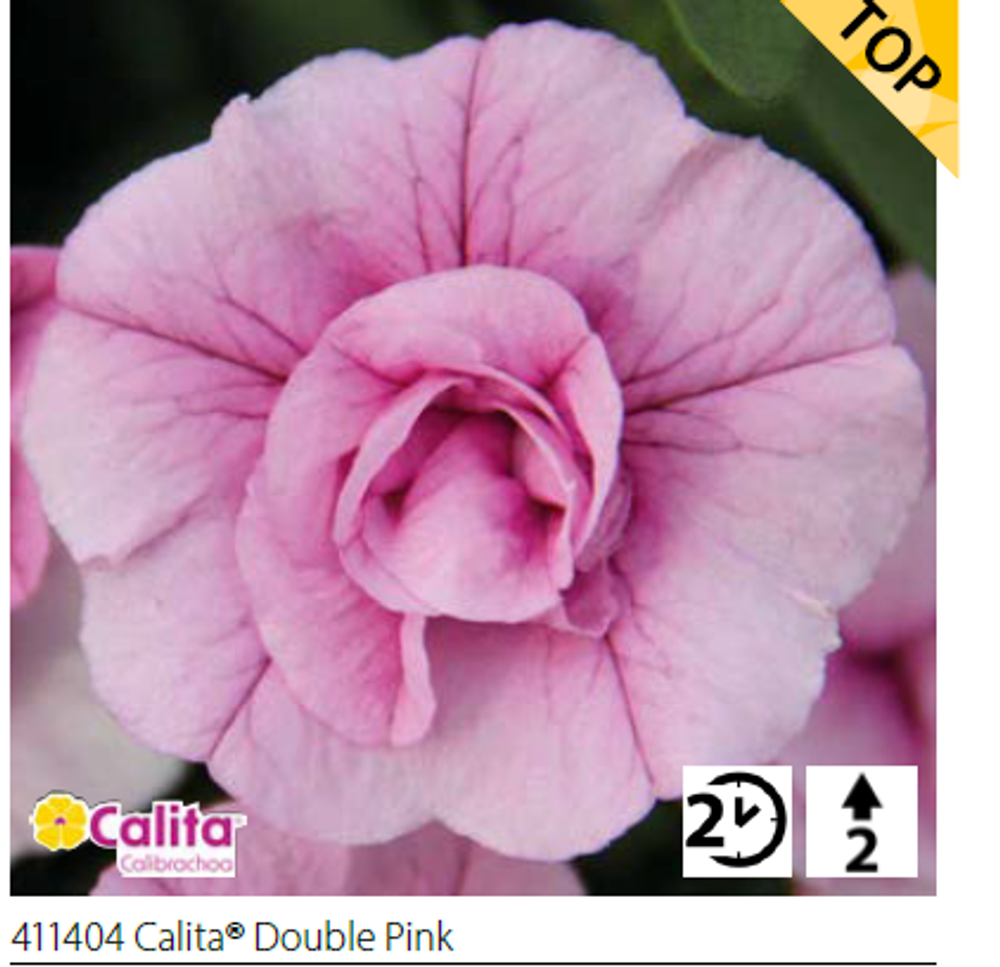 ЕВРО Калибрахоа Calita® Double Pink укоренный черенок НАЧАЛО/СЕРЕДИНА ФЕВРАЛЯ Volmary поставка 14