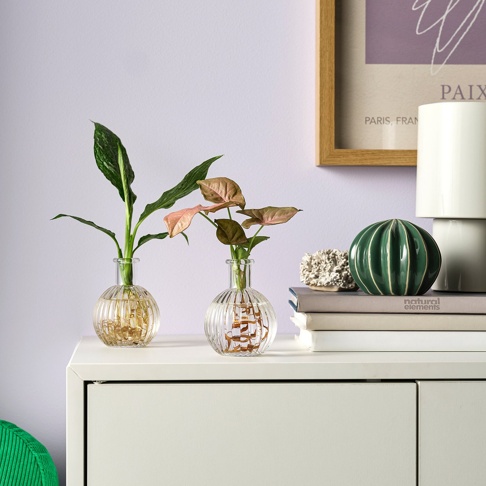 IKEA BLADVERK  (ИКЕА БЛАДВЕРК)  -  Растение в вазе - гидропоника 10 см