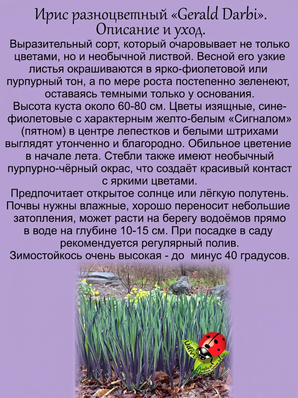 Ирис Джеральд Дарби разноцветный