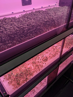 Витрина Greenbar MZ-2 ПАК для выращивания микрозелени