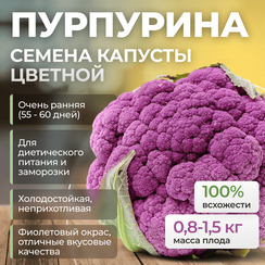 ПУРПУРИНА F1 семена капусты цветной (Sakata | Alexagro)