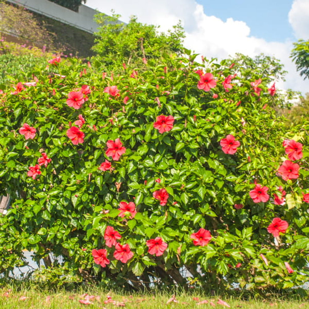 Гибискус китайский – Hibiscus rosa-sinensis