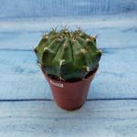 Gymnocalycium Friedrichii (Гимнокалициум)