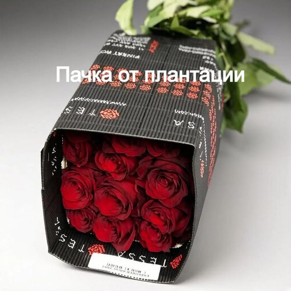 Роза Explorer, Эквадор