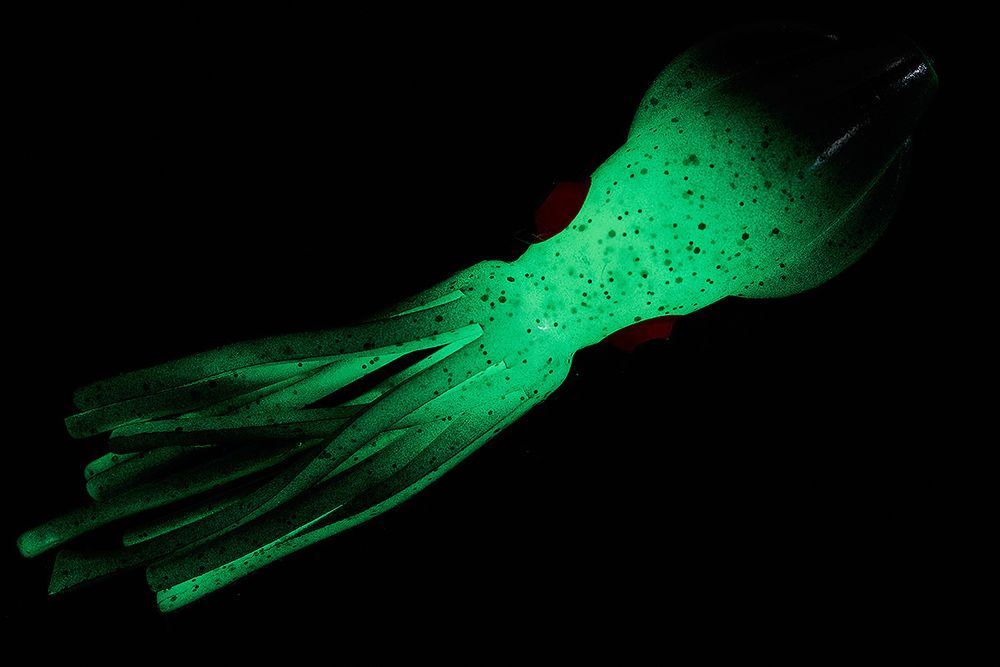 Приманки HIGASHI Squid 11 (set-10pcs) #16 (Double Green Glow - Green flakes)