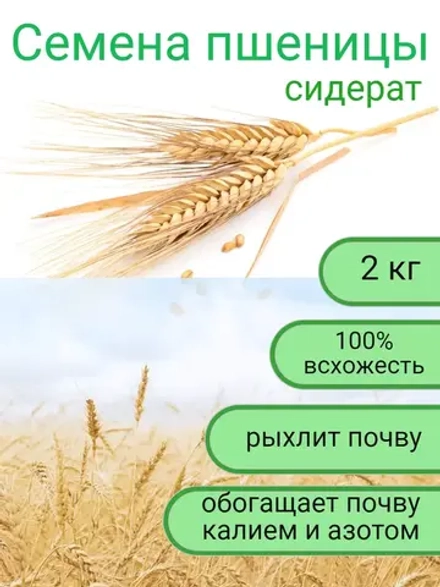 Семена пшеницы сидерат 2 кг