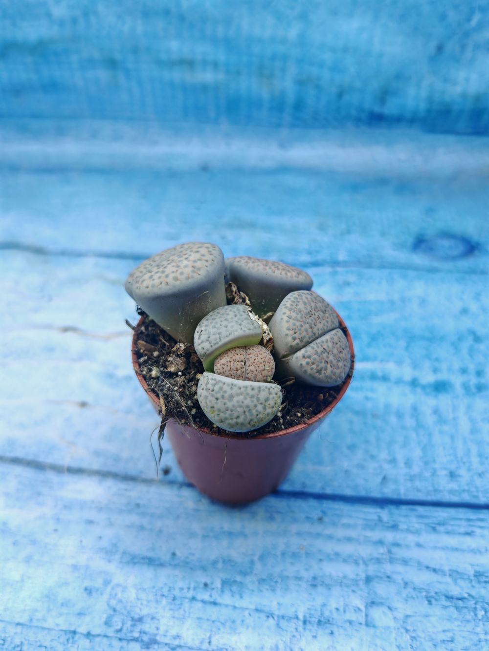 Lithops sp. (Литопсы)