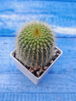 Notocactus Leninghausii Inermis (Нотокактус)
