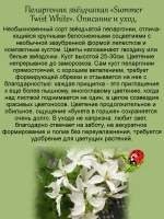 Пеларгония Летний белый танец звёздчатая