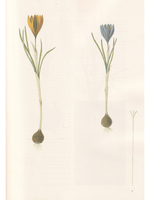 Centuria plantarum rariorum Russiae meridionalis Ф.К. Биберштейна глазами молодых исследователей "Сириуса" через 200 лет
