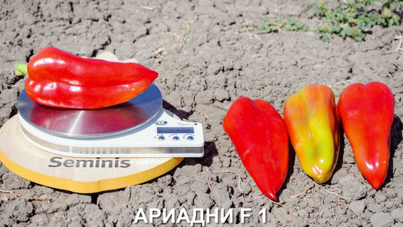АРИАДНИ F1 семена перца сладкого Seminis цена – фото 9