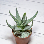 Aloe Humilis (Алоэ)