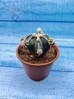 Astrophytum Myriostigma "Hakujo Fukuryu" (Астрофитум)