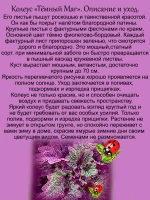 Колеус Тёмный Маг вегетативный