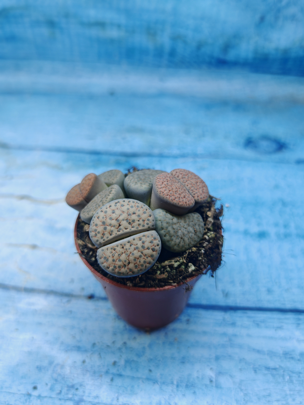 Lithops sp. (Литопсы)