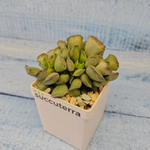 Adromischus Cristatus (Адромискус)