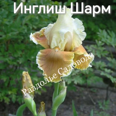 Ирис бородатый Инглиш Шарм