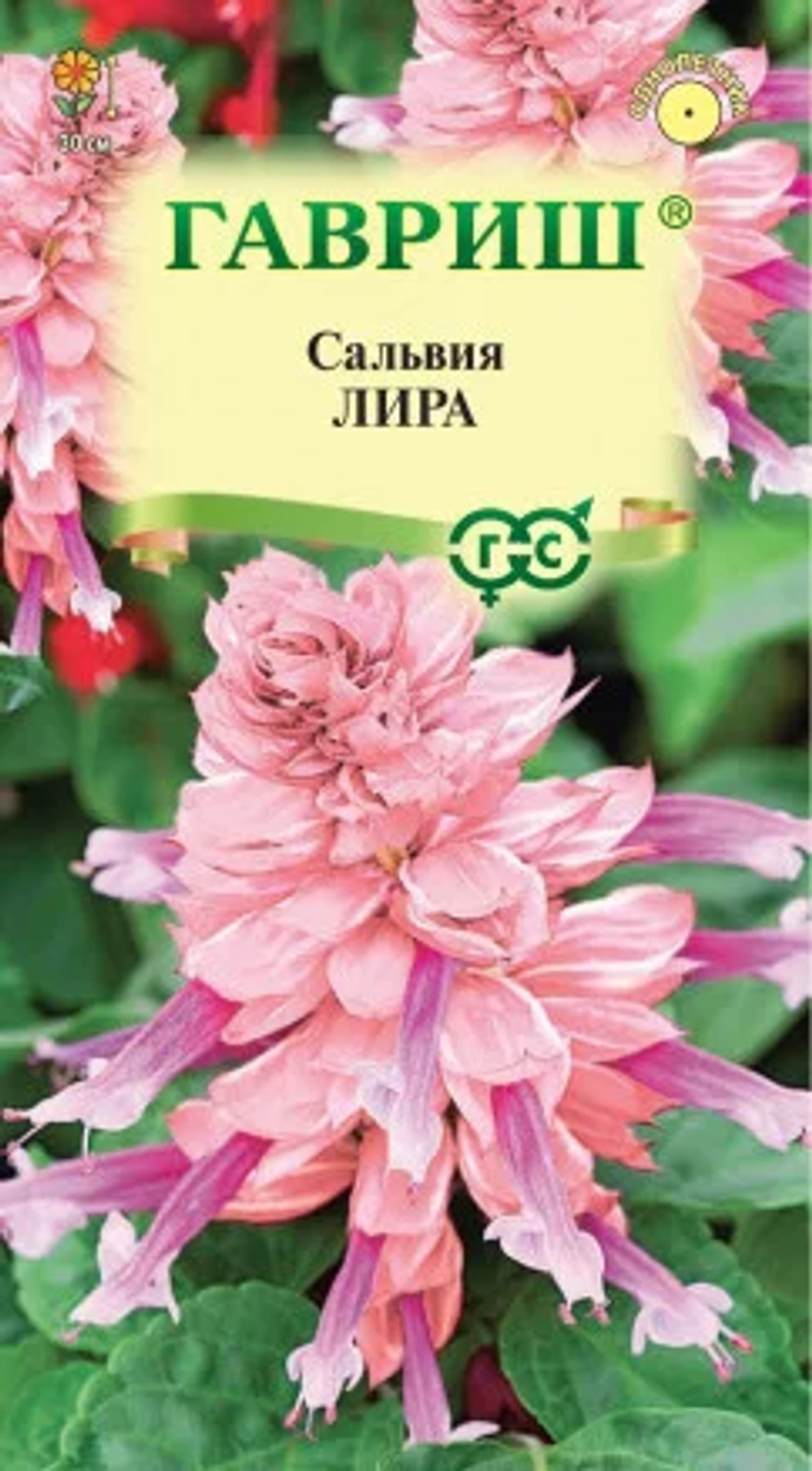 Сальвия сверкающая Лира