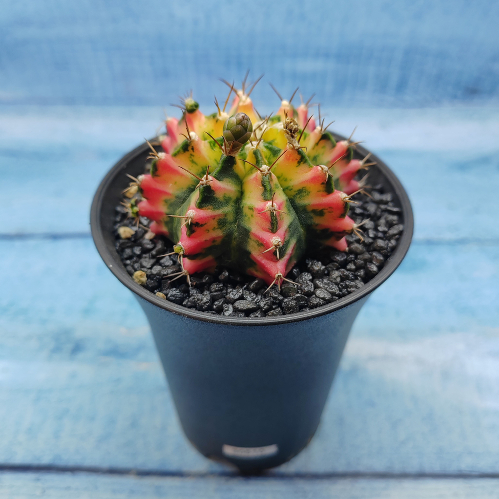 Gymnocalycium Variegata (Гимнокалициум Вариегатный)