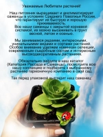 Примула ушковая Пегасус первоцвет