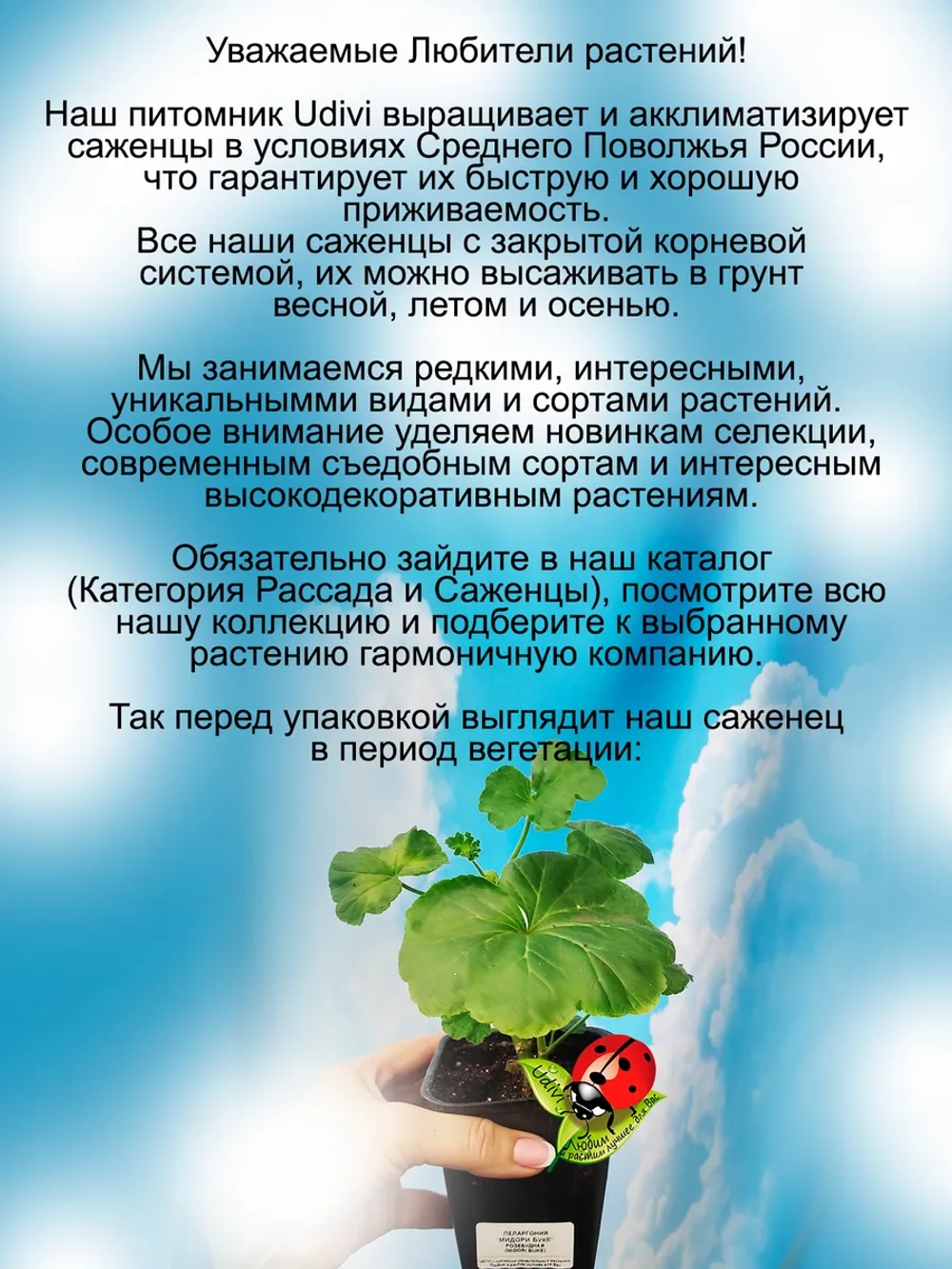Пеларгония Мидори Буке розебудная