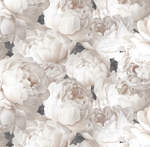 Обои 585338 Peony/Пион Victoria Stenova