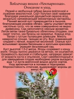 Войлочная вишня Нектаринная двухцветная