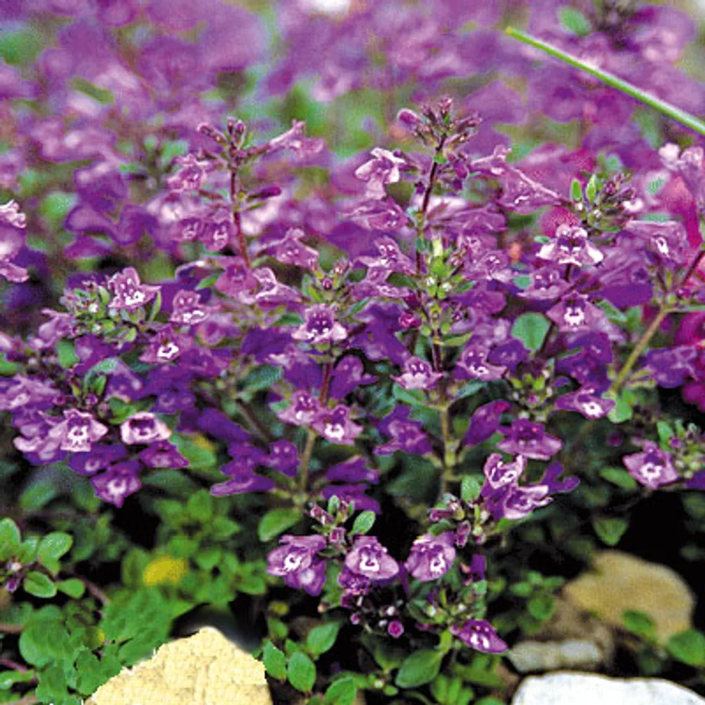 Acinos Alpinus семена