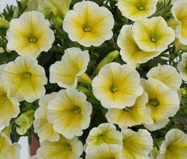 32281 Петуния FORTADO YELLOW - горшок 0,5л(P9)