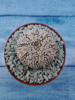 Astrophytum Asterias "Super Kabuto" (Астрофитум)