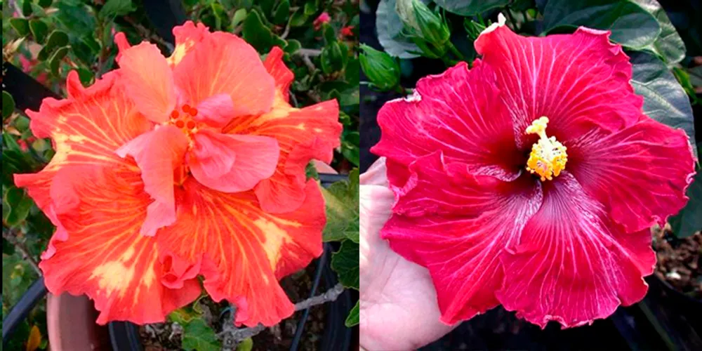 Гибискус Rosalind x Tahitian Dragon Star семена 1 шт