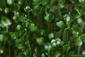 Руккола семена BIO, 100г (Италия)