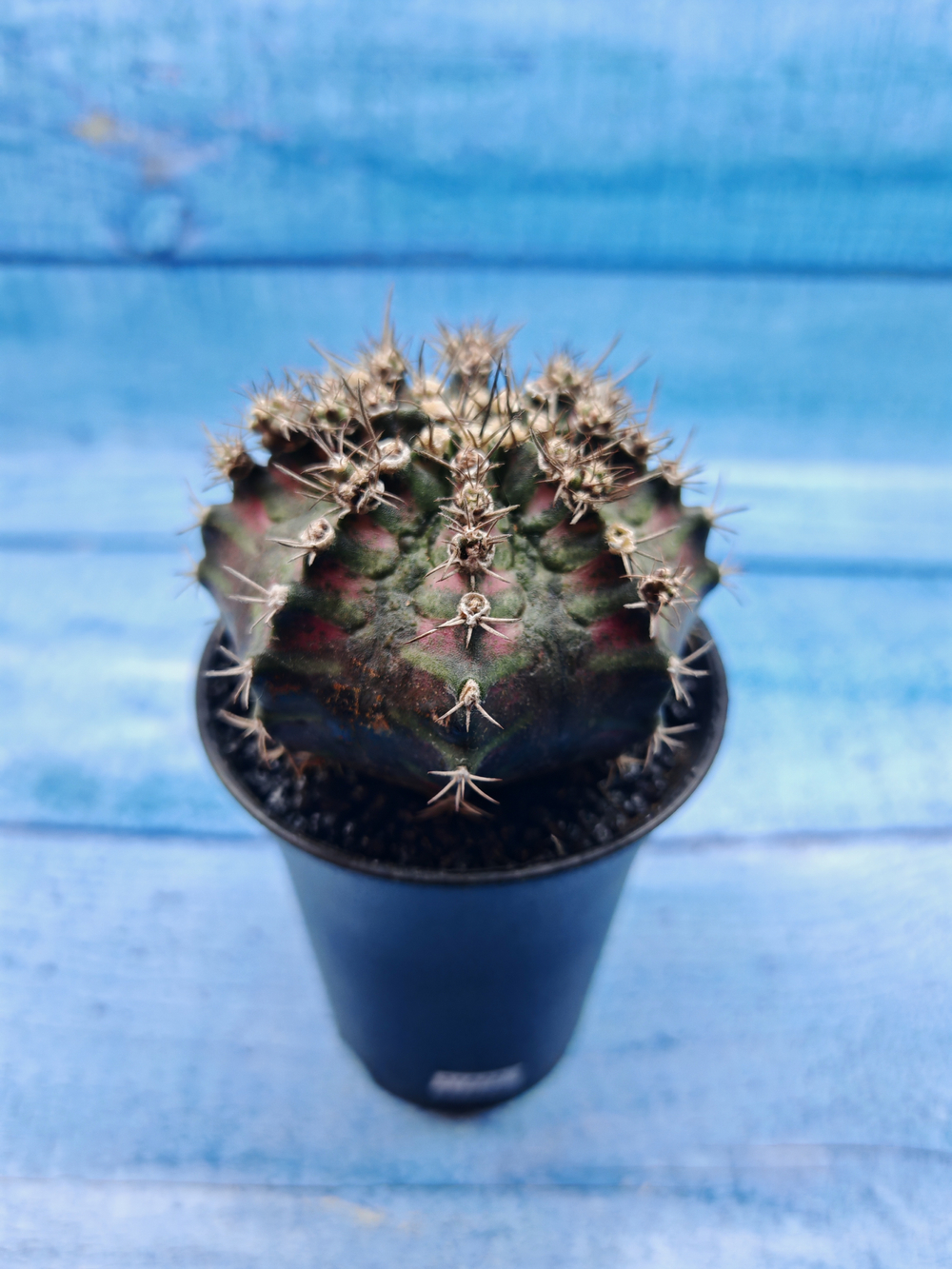 Gymnocalycium T-Rex Pink hybride (Гимнокалициум T-rex)