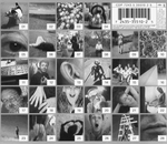 Paul McCartney / Driving Rain (CD)